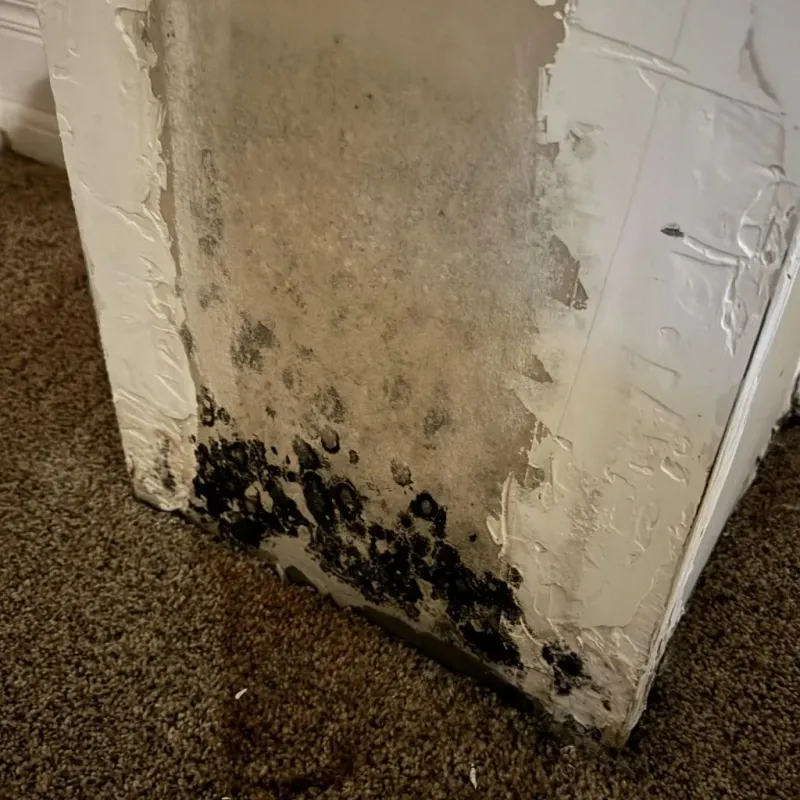 Professional Mold Removal in Washington, IA